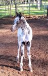 How much for a foal?