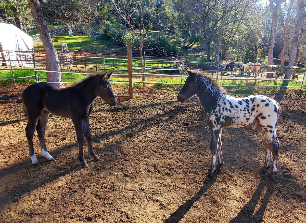 How much for a foal?