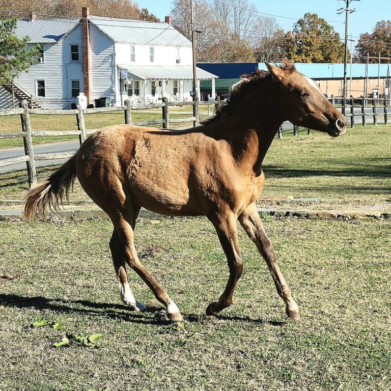 teetercanter