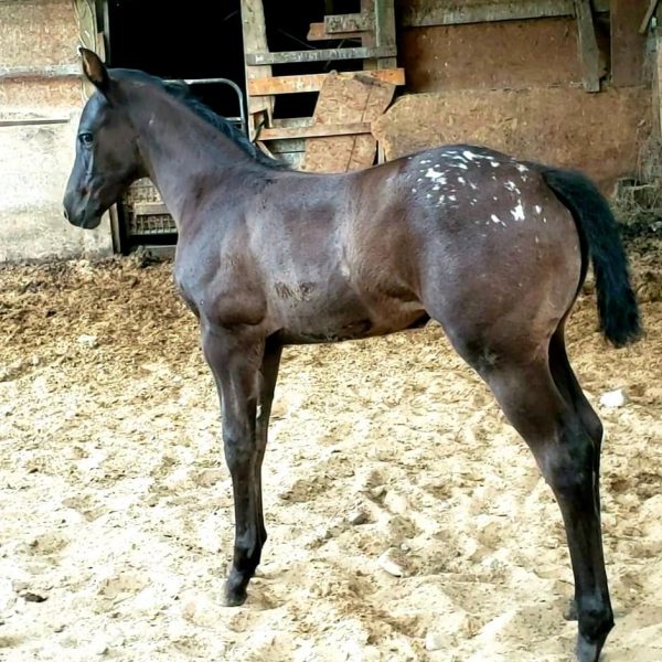 luna 2 888