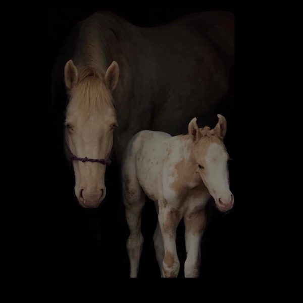pearl and filly 101010