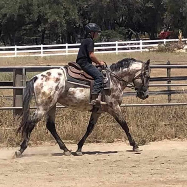 Spotty Buckskin Leopard Gelding Undersaddle