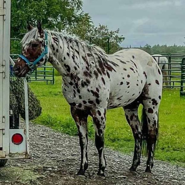 FBPC-SilveradosPlayboy-at3yrsold-Crpt