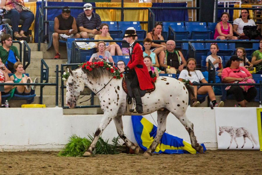 officialbreyerrascal