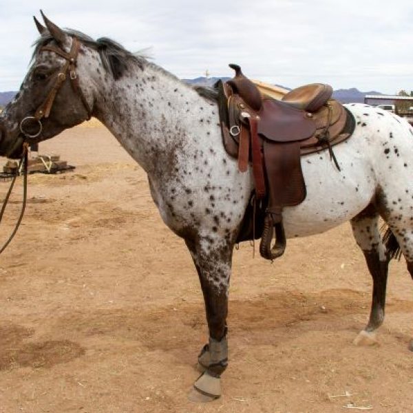 AMF-FRED-AWE-STARE-04-2022-near-side-saddled-stand
