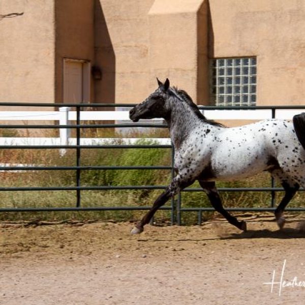 AMF-FRED-AWE-STARE-10162021-pen-stretch-trot-near-side