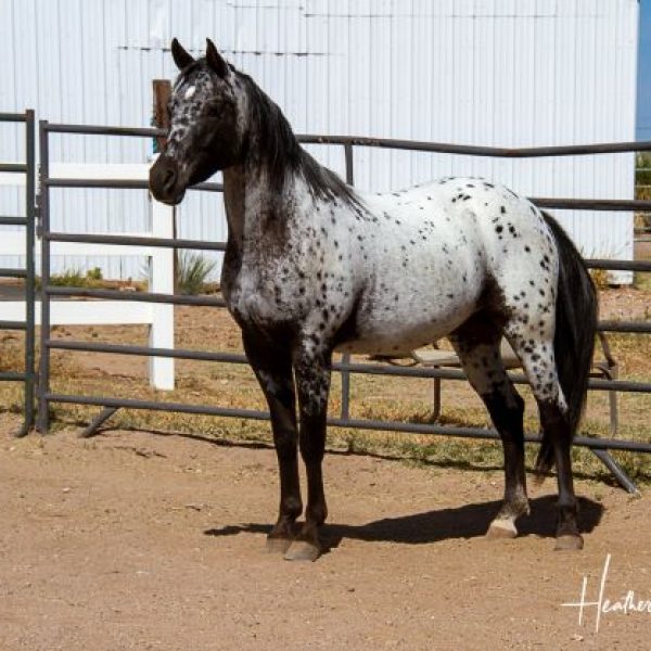 AMF-FRED-AWE-STARE-10162021-pretty-boy-stand-near-side